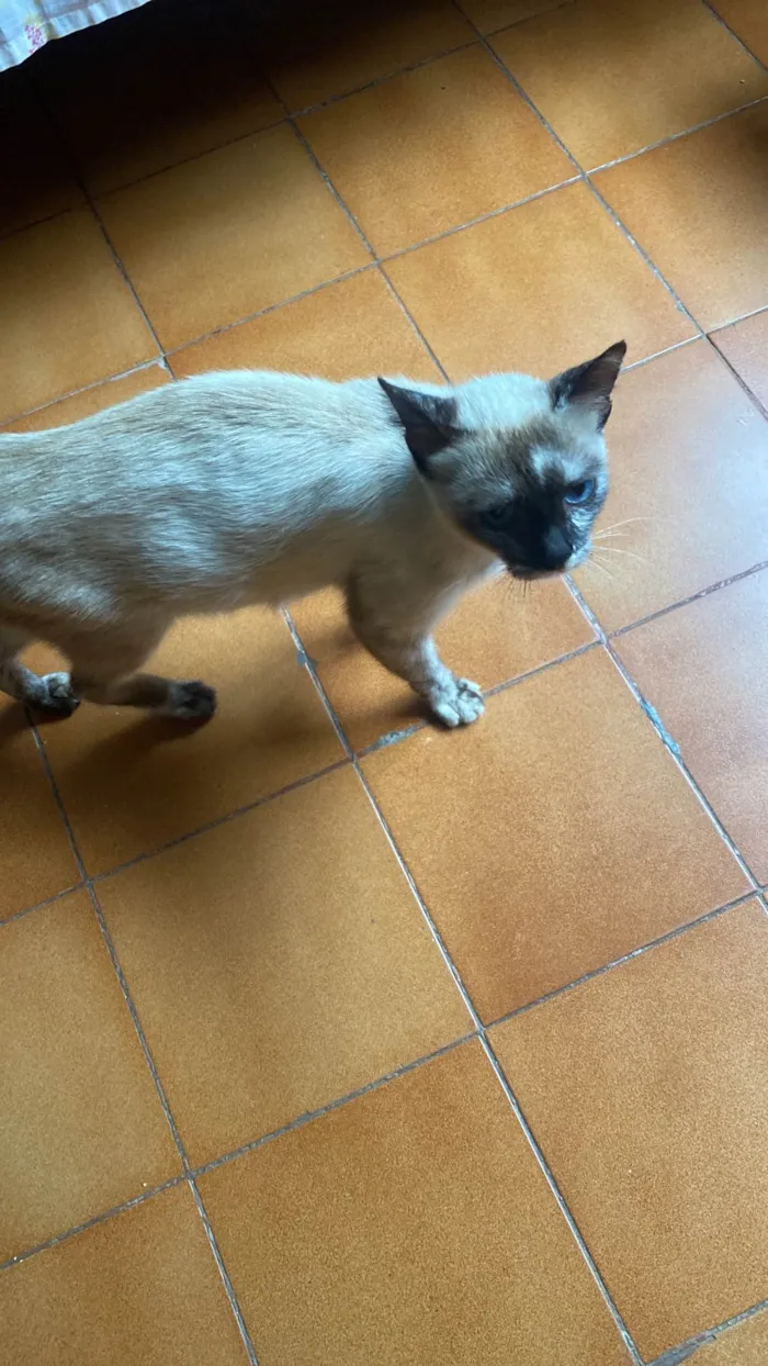 Gato ra a Siamês idade 1 ano nome Sem dono