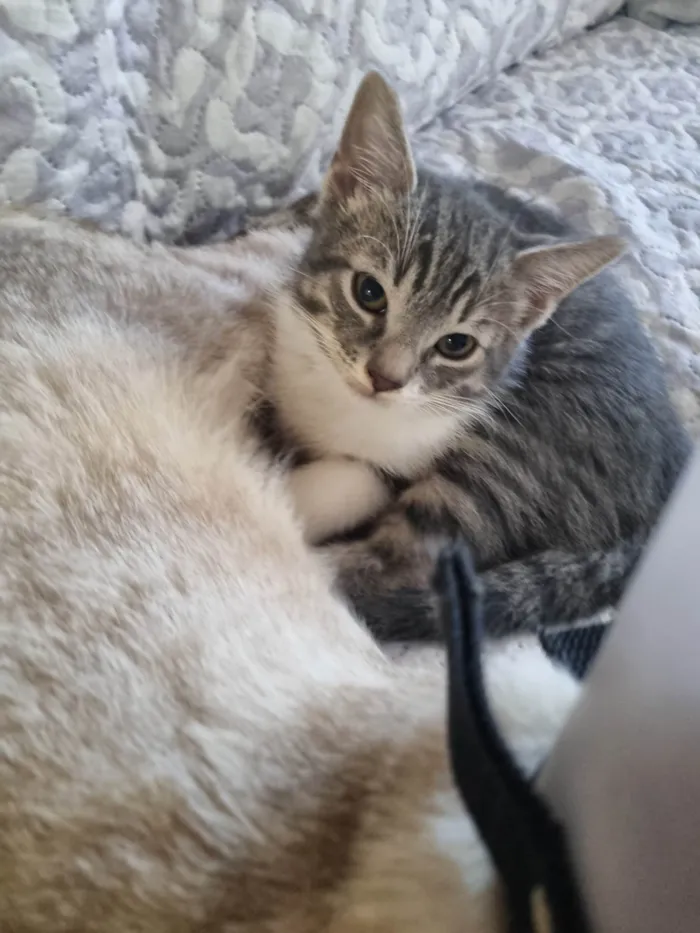 Gato ra a SRD-ViraLata idade 2 a 6 meses nome Thor