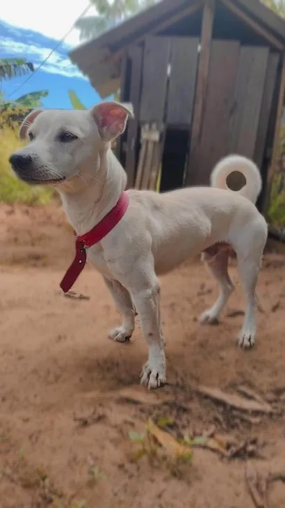 Cachorro raça SRD-ViraLata idade 1 ano nome Luke 
