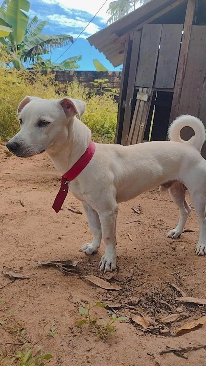 Cachorro ra a SRD-ViraLata idade 1 ano nome Luke 