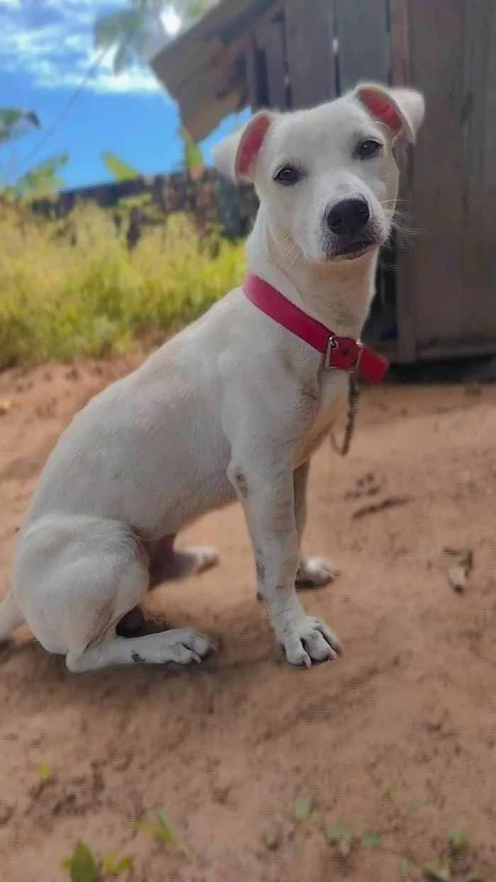 Cachorro ra a SRD-ViraLata idade 1 ano nome Luke 