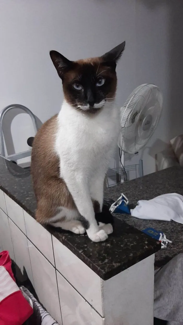 Gato ra a SRD-ViraLata idade 6 ou mais anos nome Dominik