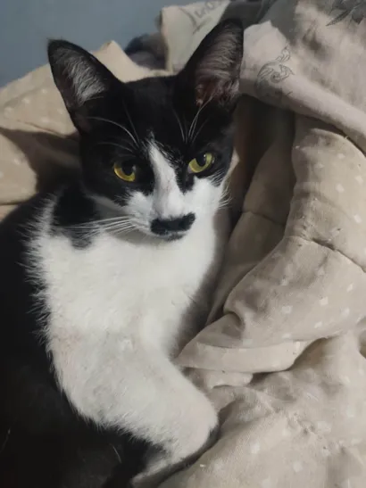 Gato raça SRD-ViraLata idade 6 ou mais anos nome Mariah