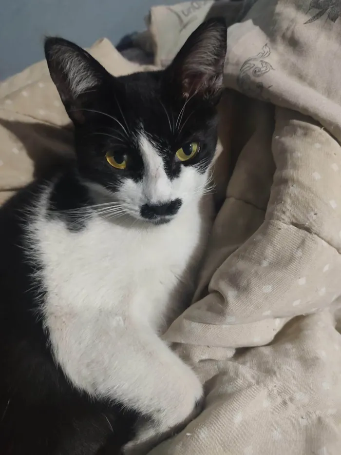Gato ra a SRD-ViraLata idade 6 ou mais anos nome Mariah
