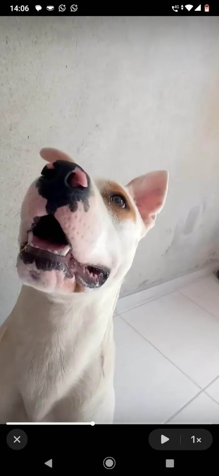 Cachorro ra a Pit-Bull idade 2 anos nome Bob