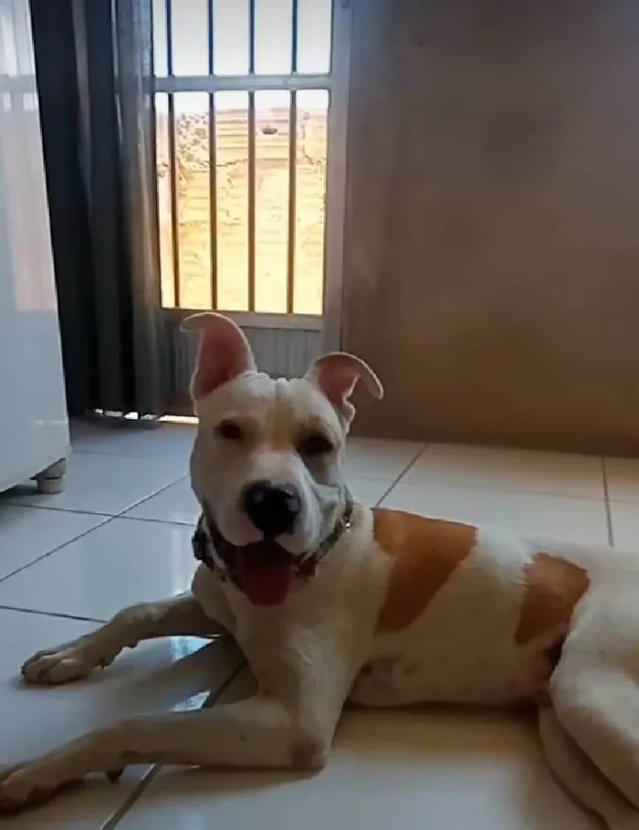 Cachorro ra a Pit-Bull idade 2 anos nome Bob