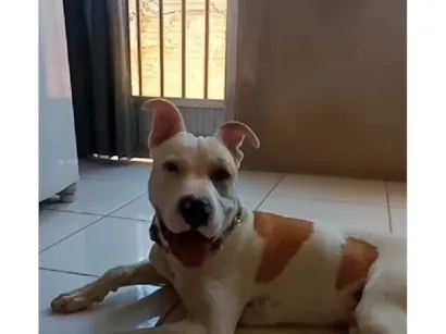 Cachorro raça Pit-Bull idade 2 anos nome Bob