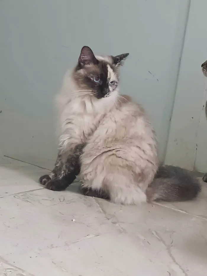 Gato ra a SRD-ViraLata idade 1 ano nome Channel