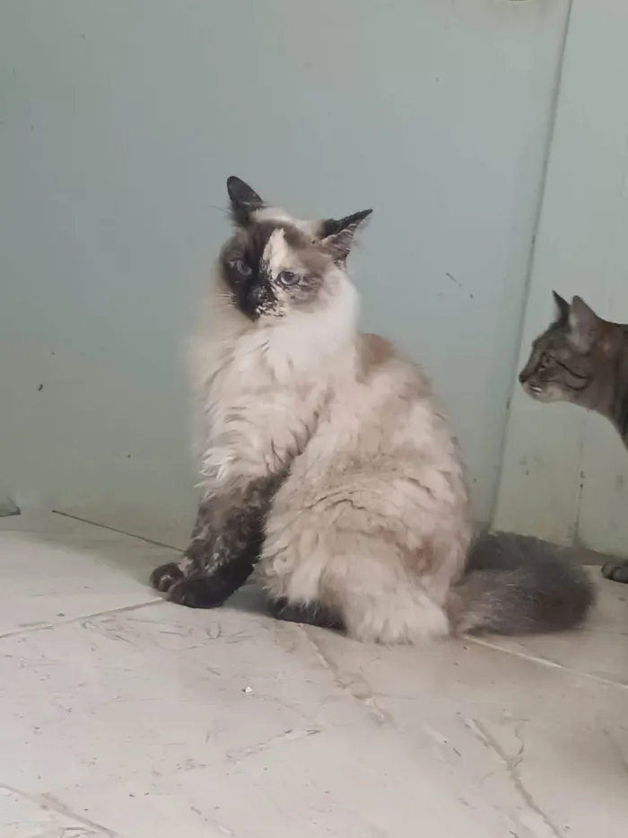 Gato ra a SRD-ViraLata idade 1 ano nome Channel