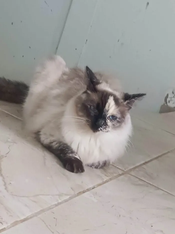 Gato ra a SRD-ViraLata idade 1 ano nome Channel