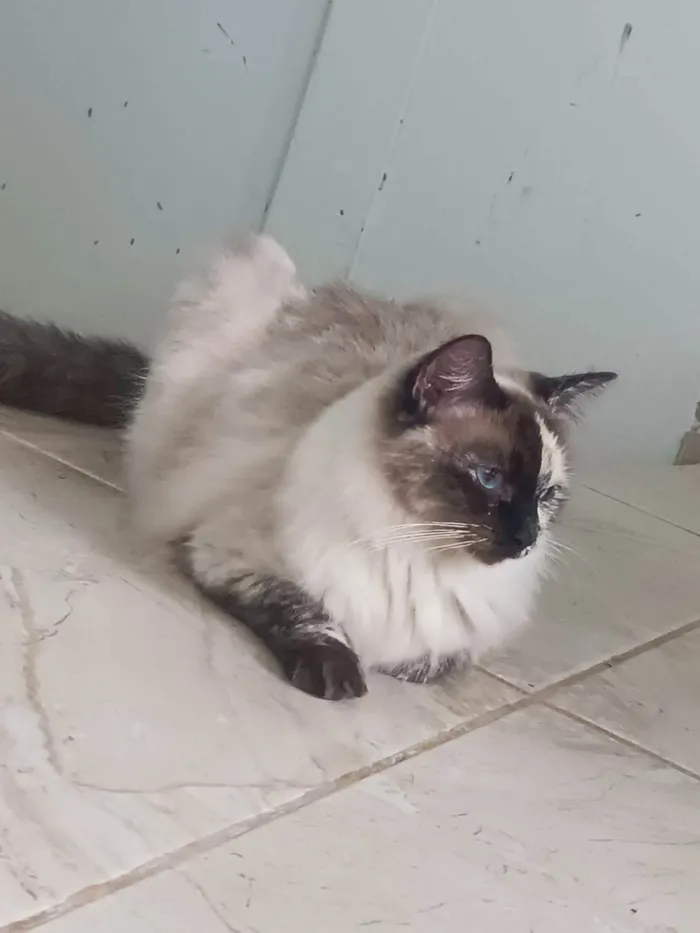 Gato ra a SRD-ViraLata idade 1 ano nome Channel