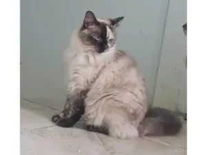 Gato raça SRD-ViraLata idade 1 ano nome Channel