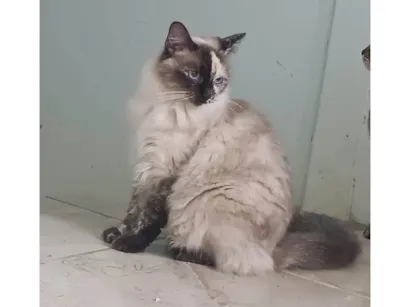 Gato raça SRD-ViraLata idade 1 ano nome Channel