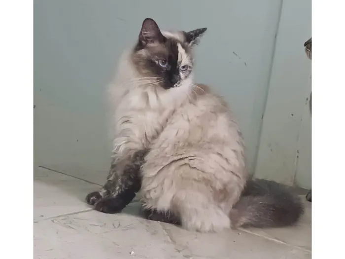 Gato ra a SRD-ViraLata idade 1 ano nome Channel