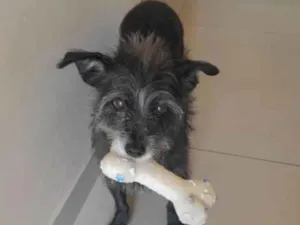 Cachorro raça SRD-ViraLata idade 6 ou mais anos nome Nina