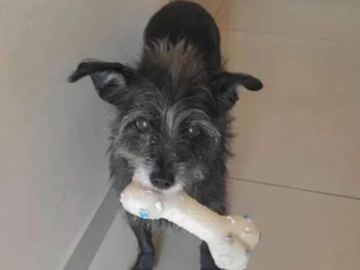 Cachorro ra a SRD-ViraLata idade 6 ou mais anos nome Nina