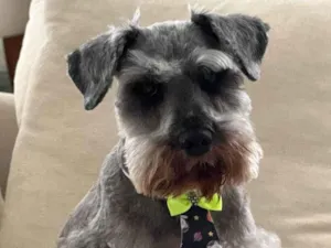 Cachorro raça Shnauzer idade 6 ou mais anos nome Spock