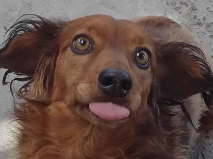 Cachorro ra a SRD-ViraLata idade 5 anos nome Lindinha 