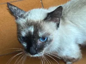 Gato raça Siamês idade 1 ano nome Sem dono