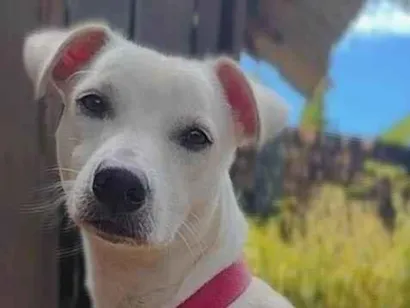 Cachorro raça SRD-ViraLata idade 1 ano nome Luke 