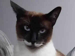 Gato raça SRD-ViraLata idade 6 ou mais anos nome Dominik