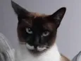 Dominik