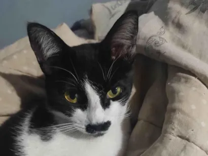Gato raça SRD-ViraLata idade 6 ou mais anos nome Mariah