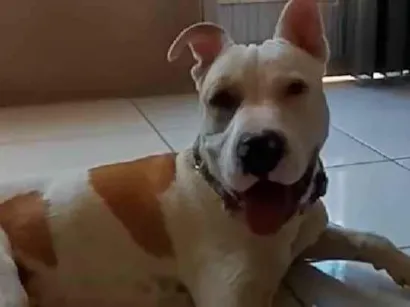 Cachorro raça Pit-Bull idade 2 anos nome Bob