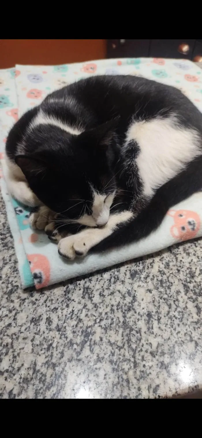 Gato raça SRD-ViraLata idade 2 a 6 meses nome Gato 