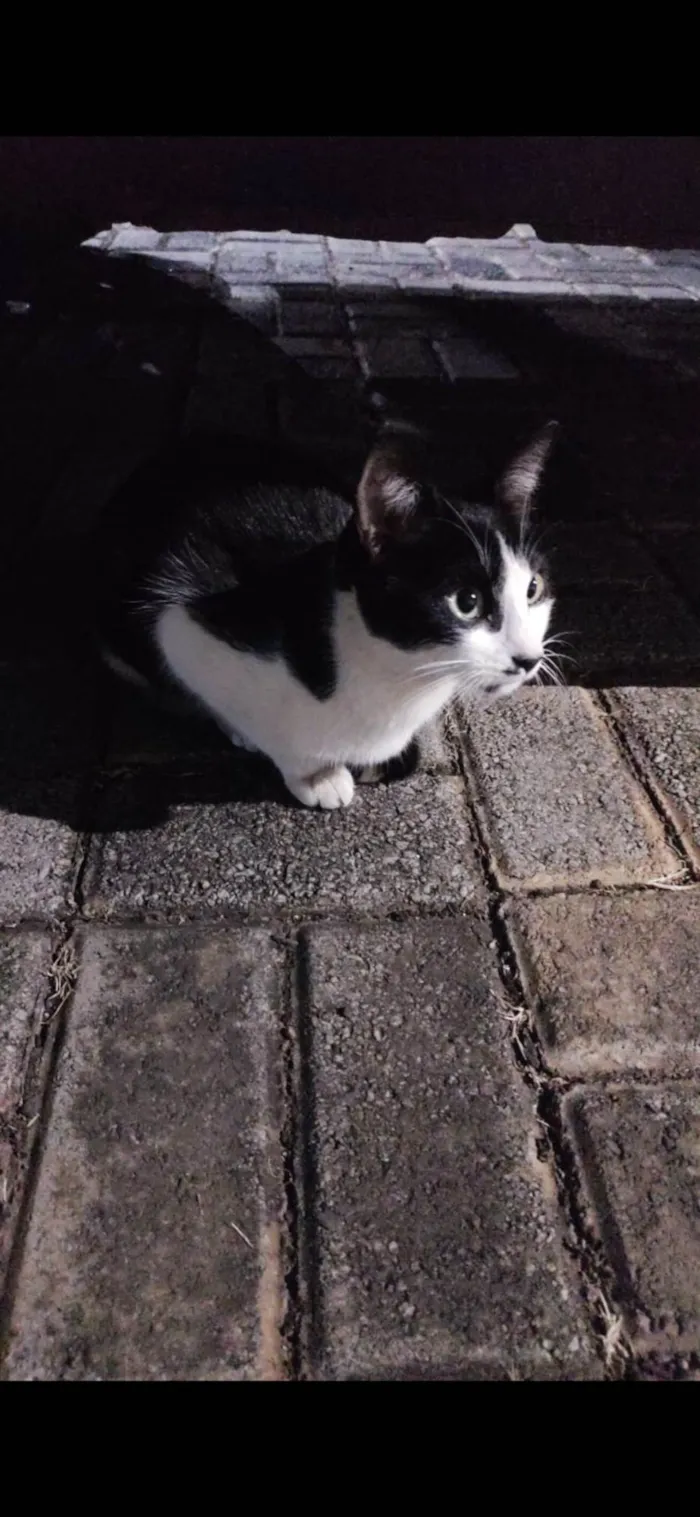 Gato raça SRD-ViraLata idade 2 a 6 meses nome Gato 