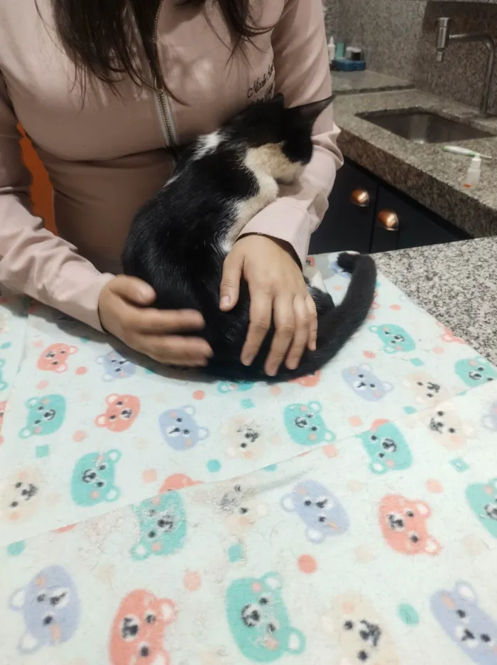 Gato raça SRD-ViraLata idade 2 a 6 meses nome Gato 