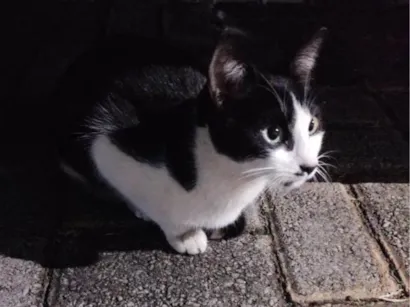 Gato raça SRD-ViraLata idade 2 a 6 meses nome Gato 