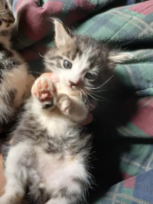 Gato raça SRD-ViraLata idade Abaixo de 2 meses nome Sem nome