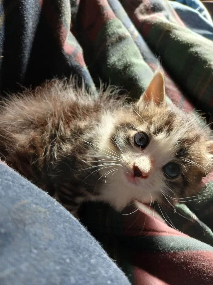Gato ra a SRD-ViraLata idade Abaixo de 2 meses nome Sem nome