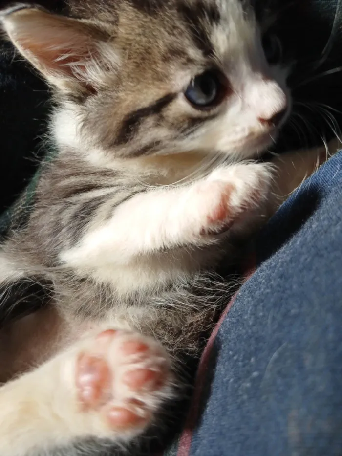 Gato ra a SRD-ViraLata idade Abaixo de 2 meses nome Sem nome
