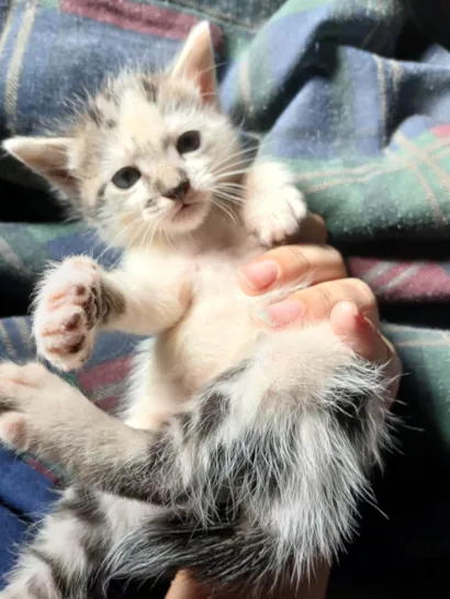 Gato raça SRD-ViraLata idade Abaixo de 2 meses nome Sem nome ainda
