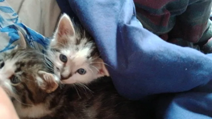 Gato ra a SRD-ViraLata idade Abaixo de 2 meses nome Sem nome ainda