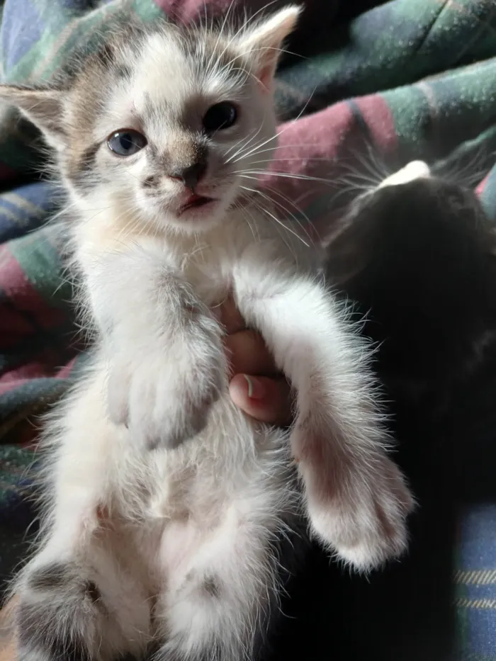 Gato ra a SRD-ViraLata idade Abaixo de 2 meses nome Sem nome ainda