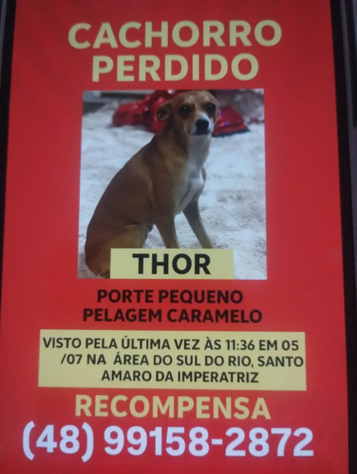 Cachorro ra a Pinscher idade 3 anos nome Thor