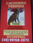 Thor