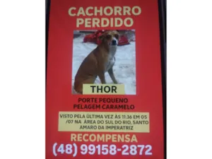 Cachorro raça Pinscher idade 3 anos nome Thor