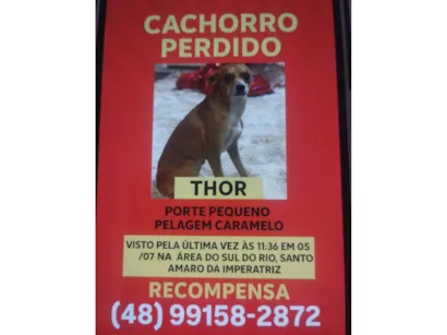 Cachorro raça Pinscher idade 3 anos nome Thor
