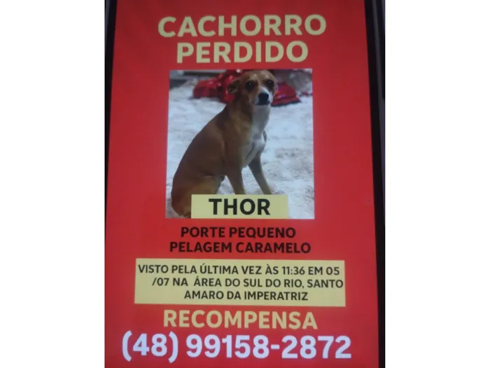 Cachorro ra a Pinscher idade 3 anos nome Thor