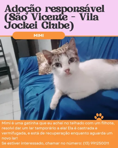 Gato raça SRD-ViraLata idade 2 anos nome Mimi