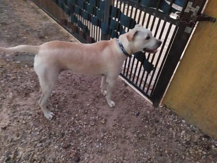 Cachorro ra a SRD-ViraLata idade 7 a 11 meses nome ZEUS