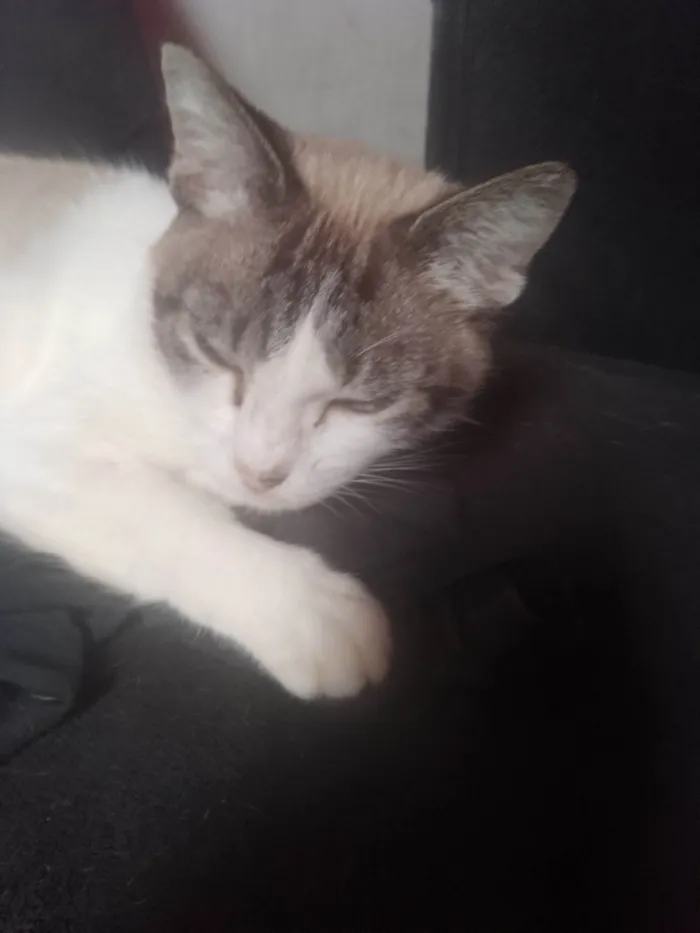 Gato ra a SRD-ViraLata idade 2 anos nome Mimi