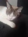 Mimi