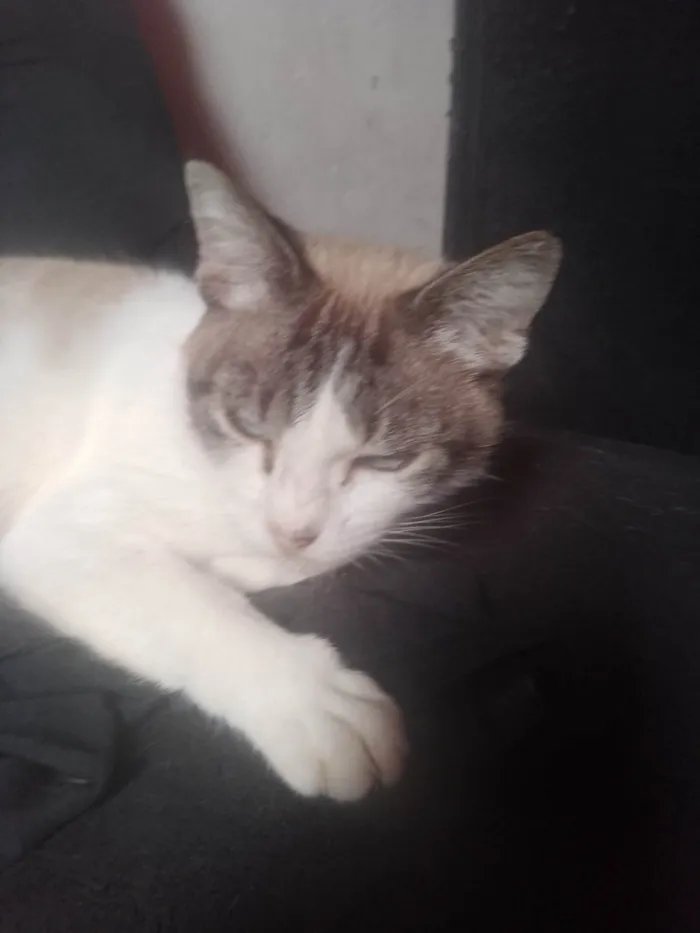 Gato ra a SRD-ViraLata idade 2 anos nome Mimi