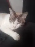 Mimi