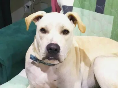 Cachorro raça SRD-ViraLata idade 7 a 11 meses nome ZEUS